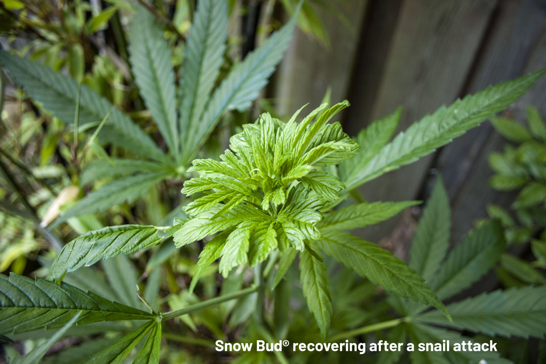 Snow bud-recovering-from-a-snail-attack